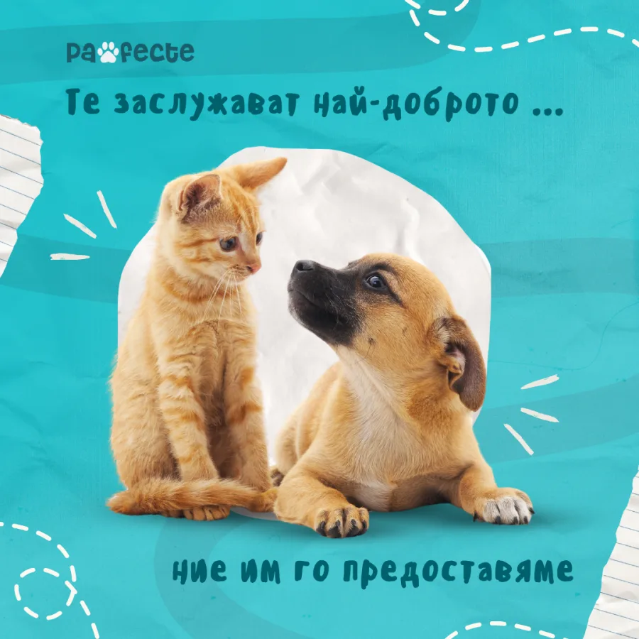Post with a kitten and a puppy in a white frame on a turquoise background